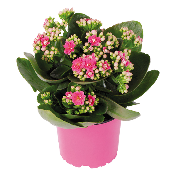 Chậu Sống Đời Trung Kép