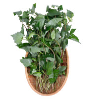 Rau Diếp Cá Cao Nguyên 100G