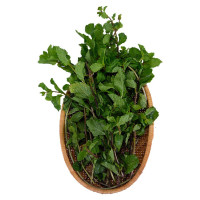 Rau Húng Tròn CN 100G