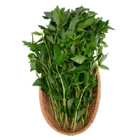 Rau Húng Đứng CN 100G