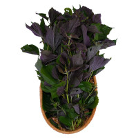 Tía Tô Cao Nguyên 100G