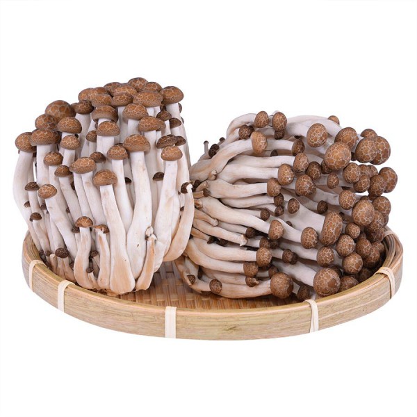 Nấm Linh Chi Nâu Hàn Quốc 150G